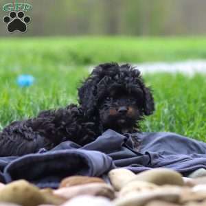 Jake, Cavapoo Puppy